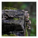 Search for mushroom art Brown