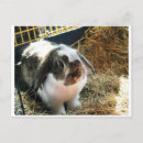 Search for rabbit postcards Pet