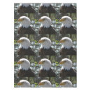 Search for eaglets Eagles