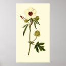 Search for bladder Flower