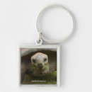 Search for tortoise key rings Wildlife