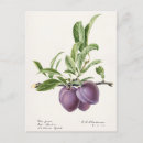 Search for purple garden flowers postcards Vintage