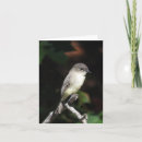 Search for phoebe cards Bird