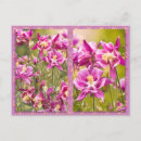 Search for columbine postcards Photography