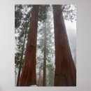 Search for judith posters Tree