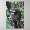 Search for racoon posters Wildlife