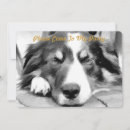 Search for border collies invitations Pet