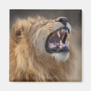 Search for panthera magnets Africa