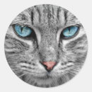 Search for face to face stickers Cat