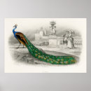 Search for peacock posters Vintage
