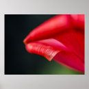 Search for curl photography Botanical