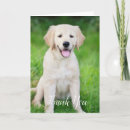 Search for vet cards Doctor