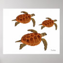 Search for turtle posters Nature