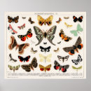 Search for vintage moth posters Retro