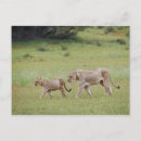 Search for lion cub postcards Horizontal