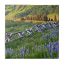 Search for fence tiles Blue