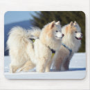 Search for samoyed electronics Pet