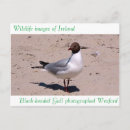 Search for heat postcards Wildlife