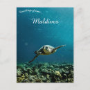 Search for turtle postcards Asia
