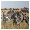Search for zebra tiles Wildlife