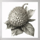 Search for ephemeral posters Botanical