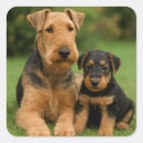 Search for airedale stickers Puppy