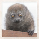 Search for lemur coasters Primates