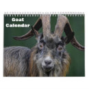 Search for goat calendars Lamb