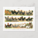 Search for breed postcards Birds