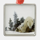 Search for togetherness christmas tree decorations Nature