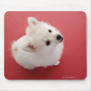 Search for pomeranian mouse mats Animal