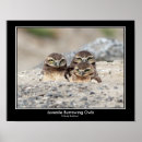 Search for juvenile posters Wildlife