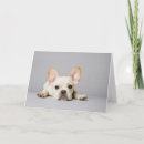 Search for lying cards Domestic animals