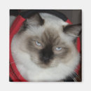 Search for ragdolls magnets Cats