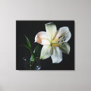Search for white lily canvas prints Elegant