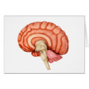 Search for temporal Temporal lobe
