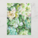Search for echeveria postcards Cacti
