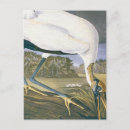 Search for storks postcards Animal