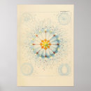 Search for vintage jellyfish posters Nature