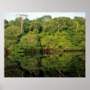 Search for rainforest posters Vegetation