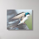 Search for tree swallow art Avian