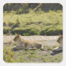 Search for masai stickers Nature