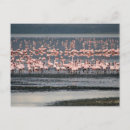 Search for flamingo postcards Bird