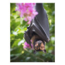 Search for fruit bat art Wildlife