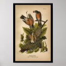 Search for thrushes posters Vintage
