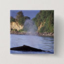 Search for humpback badges Coast