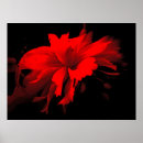Search for ruffles posters Flower