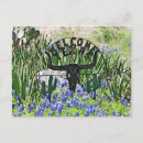 Search for texas bluebonnet postcards Cactus