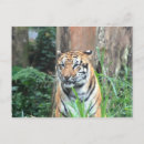 Search for bengals postcards India