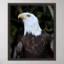 Search for falconry posters Raptor